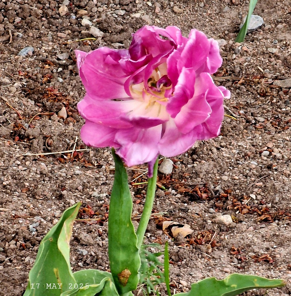 IDadzkov's tweet photo. Double tulip flower. Цветок махрового тюльпана.
#nature #flowers #tulip #DoubleTulip #FlowersPhoto https://t.co/lV3Bdkk3kN