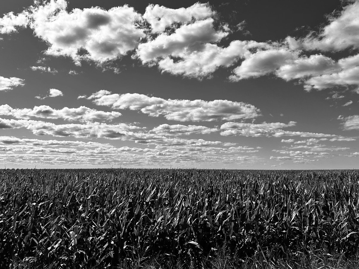 WifstrupL's tweet photo. Harvest
#photograghy #blackandwhitephoto #photo https://t.co/DNhNzBzdb3