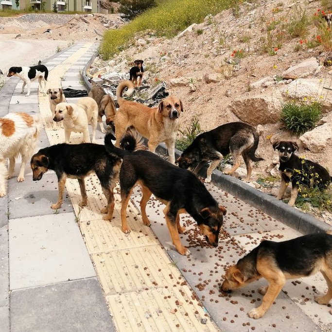 idam_31's tweet photo. 🟥 SON DAKİKA: 

İstanbul Valiliği medeniyete 100 yıl yaklaştıran iki karar aldı.

1-) başıboş köpeklerin acil olarak toplanması için talimat verdi.

2-) Metro, köprü ve istasyonlarda sesli SMA stantları yasaklandı. https://t.co/2iBeeUwKlW