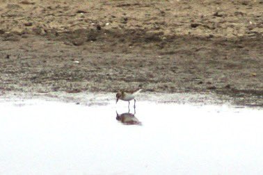 basham6's tweet image. Thanks to @pablohugelist for the Little Stint news! Still present at Nightingale Main Scrape.