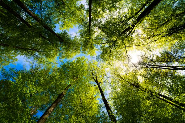 Powering Growth in Pembrokeshire!🌳 

National Grid and Bluestone have collaborated together, which involved connecting Bluestone’s private electricity network, a vital step in strengthening the resort’s energy resilience and enabling future expansion.

As part of the