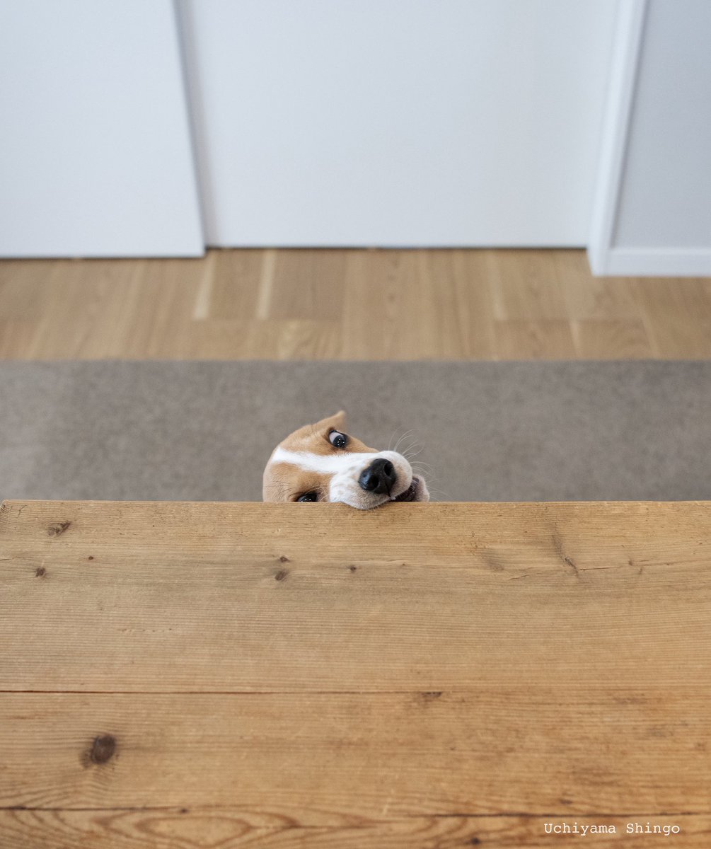 内山慎吾 (@uchiyamashingo) on Twitter photo 