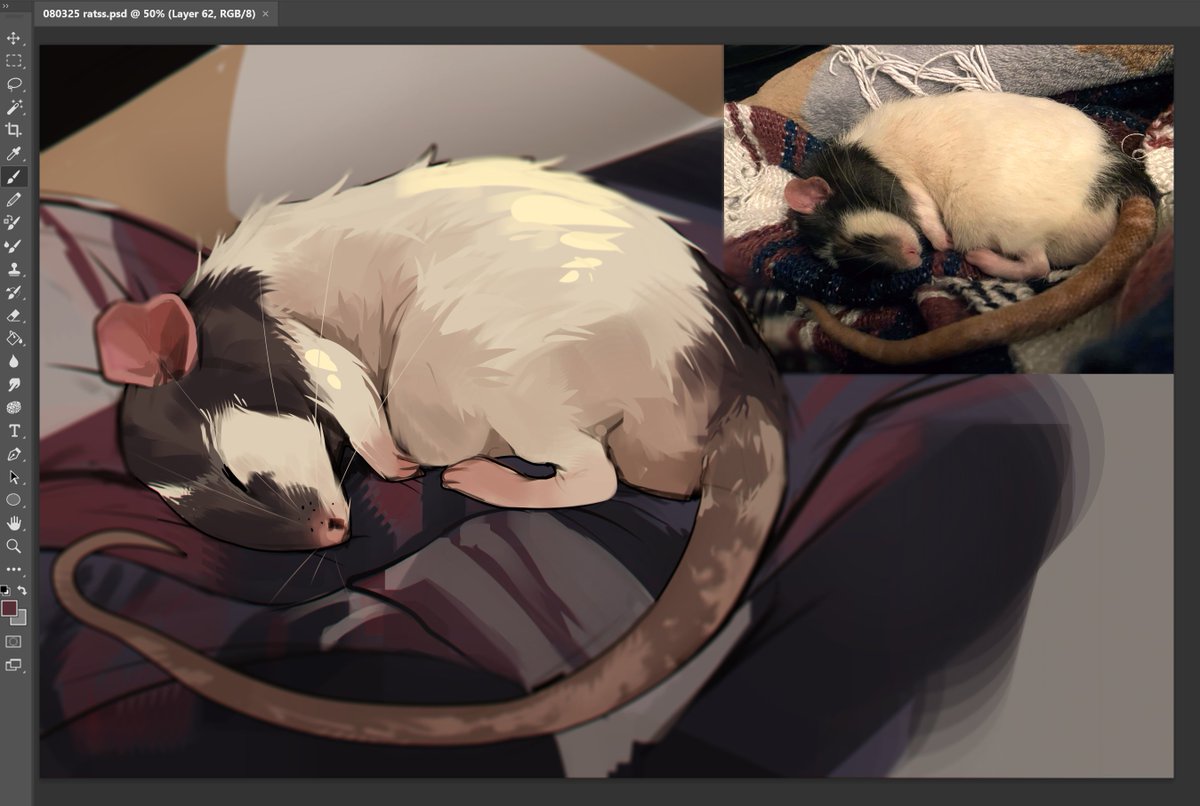 BobaBirdd's tweet photo. More studies of my rats :3 #fancyrat https://t.co/F4Srj8acCf