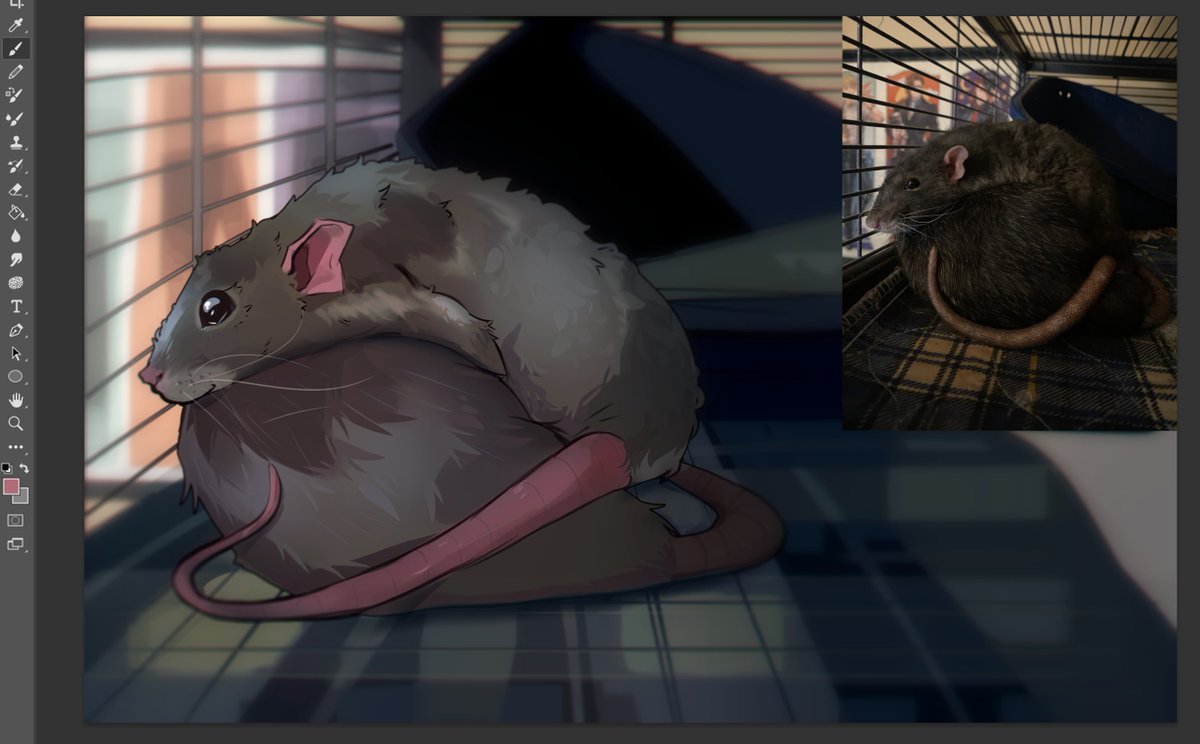 More studies of my rats :3 #fancyrat
