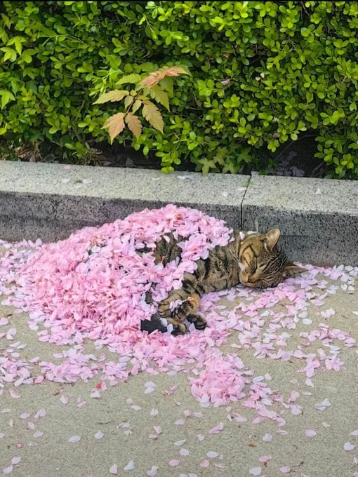 falla3d's tweet photo. Sweet dreams are made of pink blossoms. 🌷 https://t.co/XGpjpQTAPG