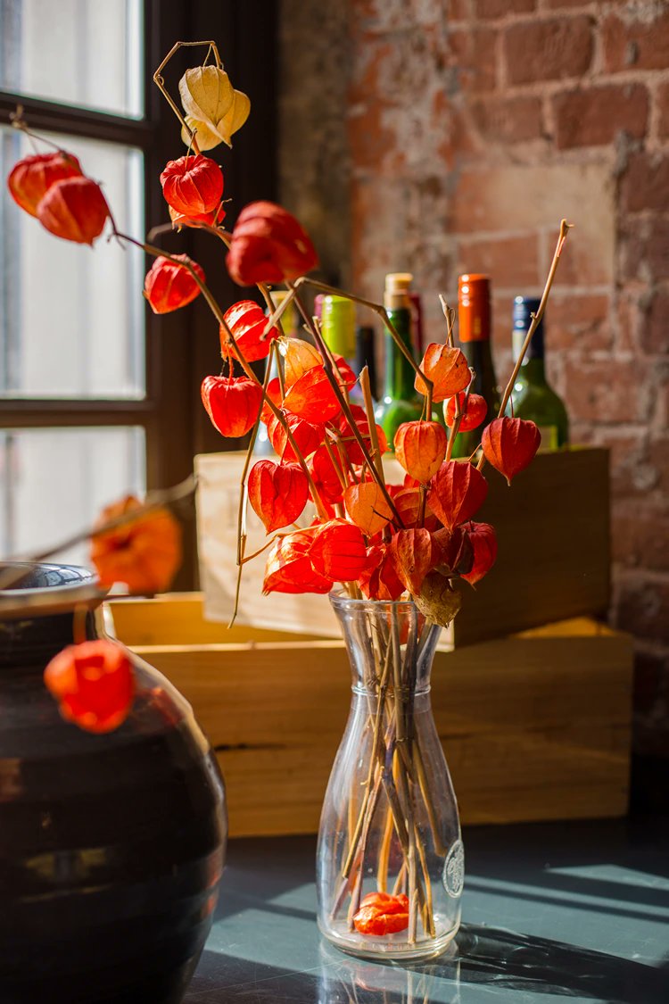 deavitacom's tweet image. Die #Lampionblume ist ein echtes #Deko-Highlight, das sofort herbstliche Wärme in jedes Zuhause bringt.
deavita.com/dekoration/lam…