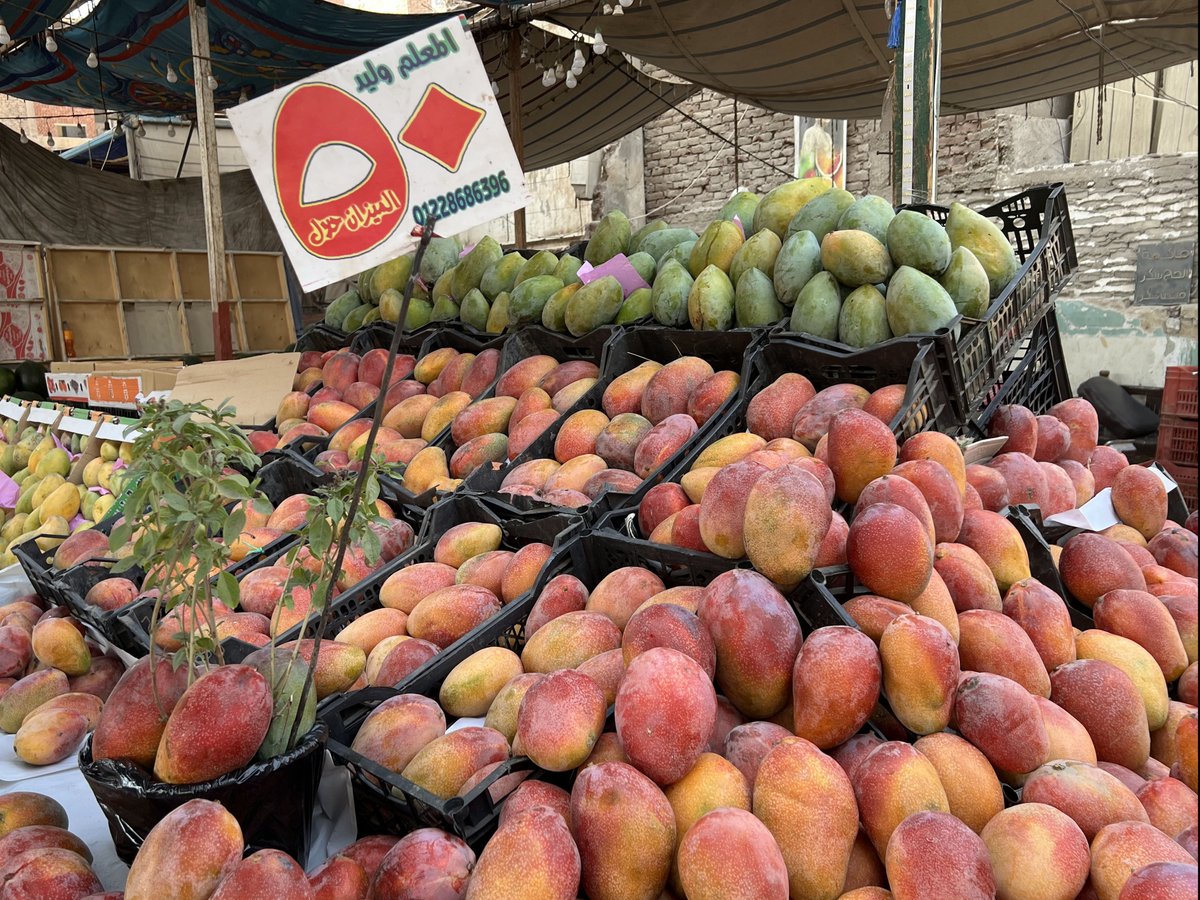 エジプトではいろいろな種類のマンゴが出回る。手前は今が旬のナウーム（نعوم）。中身は繊維質が少なく滑らかで、きれいなオレンジ色をしている。㌔あたり50エジプトポンド（約150円）😍