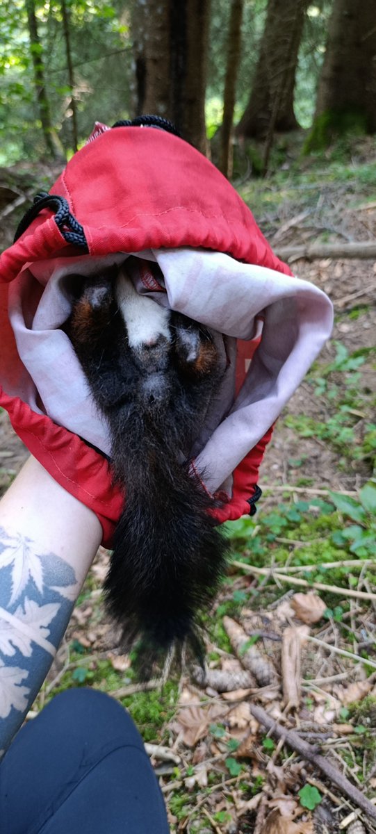 Aleksandra Wróbel 🕊.🐿️.🌱.🌳 tweet media