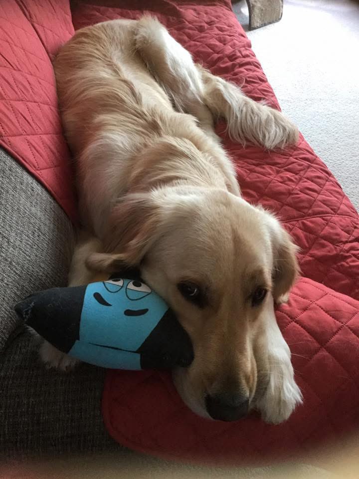 My puppy Huckleberry cuddling with his Huckleberry 🥰❤️(2017) (17 months old)
#ThrowbackThursday 
#GRC