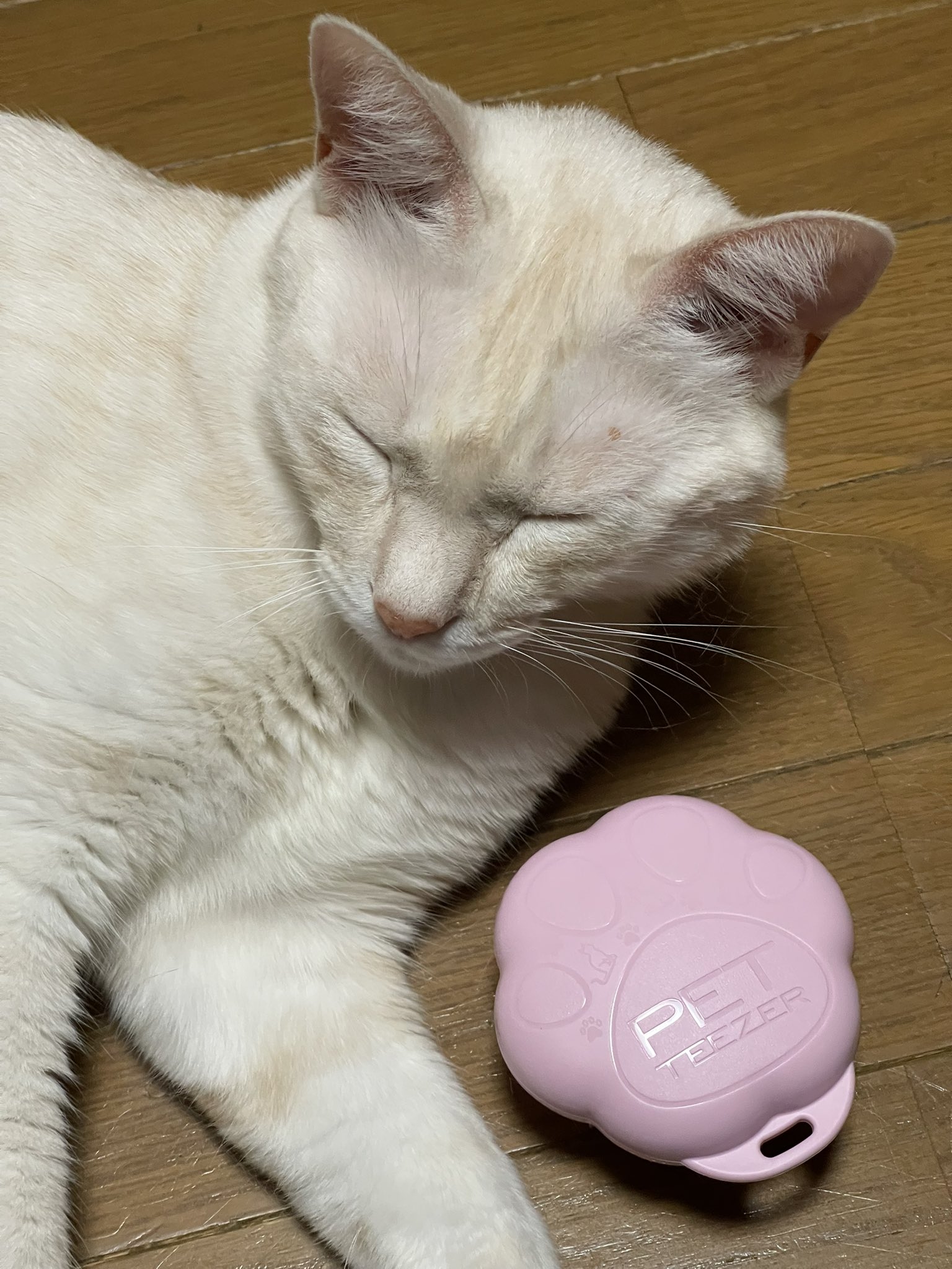 猫C 最終値下げしました！ 猫C 最終値下げしました！