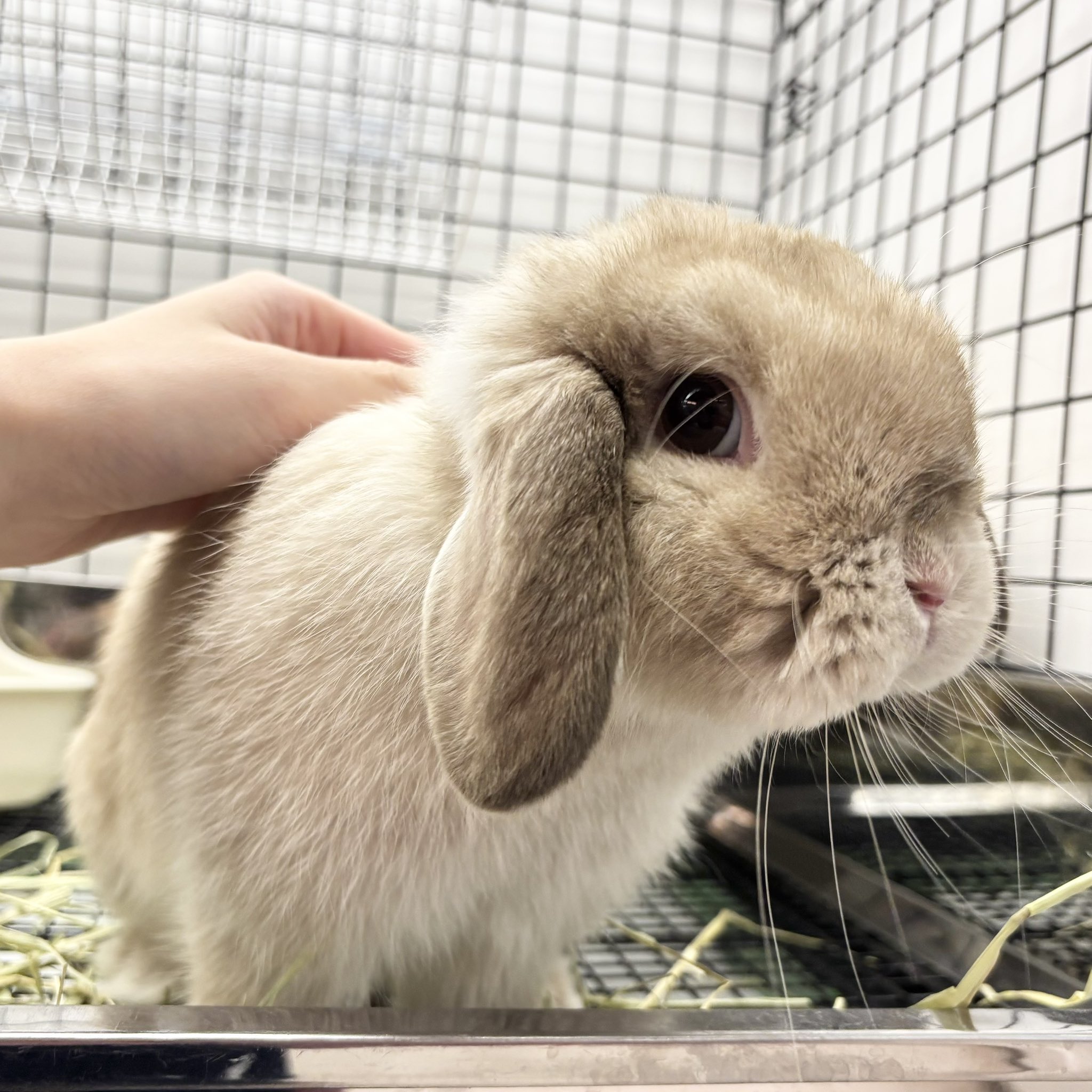 うさぎのしっぽ恵比寿店 on X: 