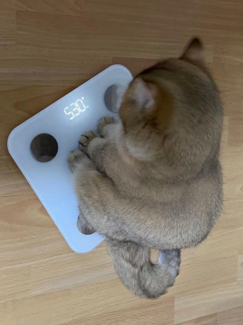 No Context Cats tweet media