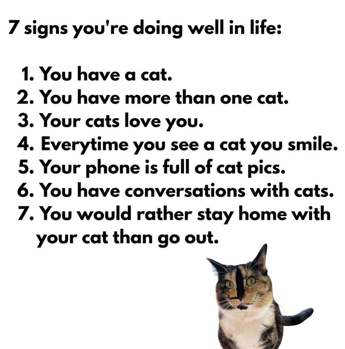 Cats and Kittens tweet media