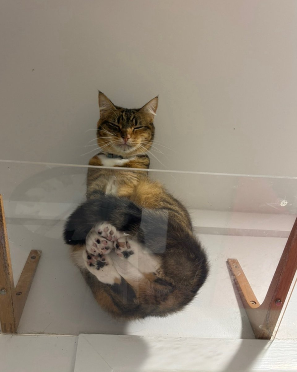 purrsandbeansnz's tweet image. When you’re sleepy but you must still show off your beans coz it’s Toe Beans Thursday 🐾🤎 #Dani #modelcat #alwaysphotoready #toebeans #toebeansthursday #catshelf #cathighway #catification #purrsandbeans