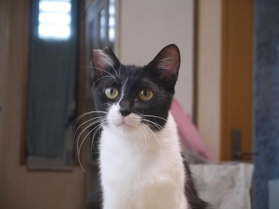 chubu_foster's tweet image. 家での生活にとっても慣れている白黒の小柄
愛知県 ♀ 生後11ヶ月 の"くるめ"ちゃんです。
 #猫の里親募集 #愛知県
詳細：neko-jirushi.com/foster/228555/
写真：