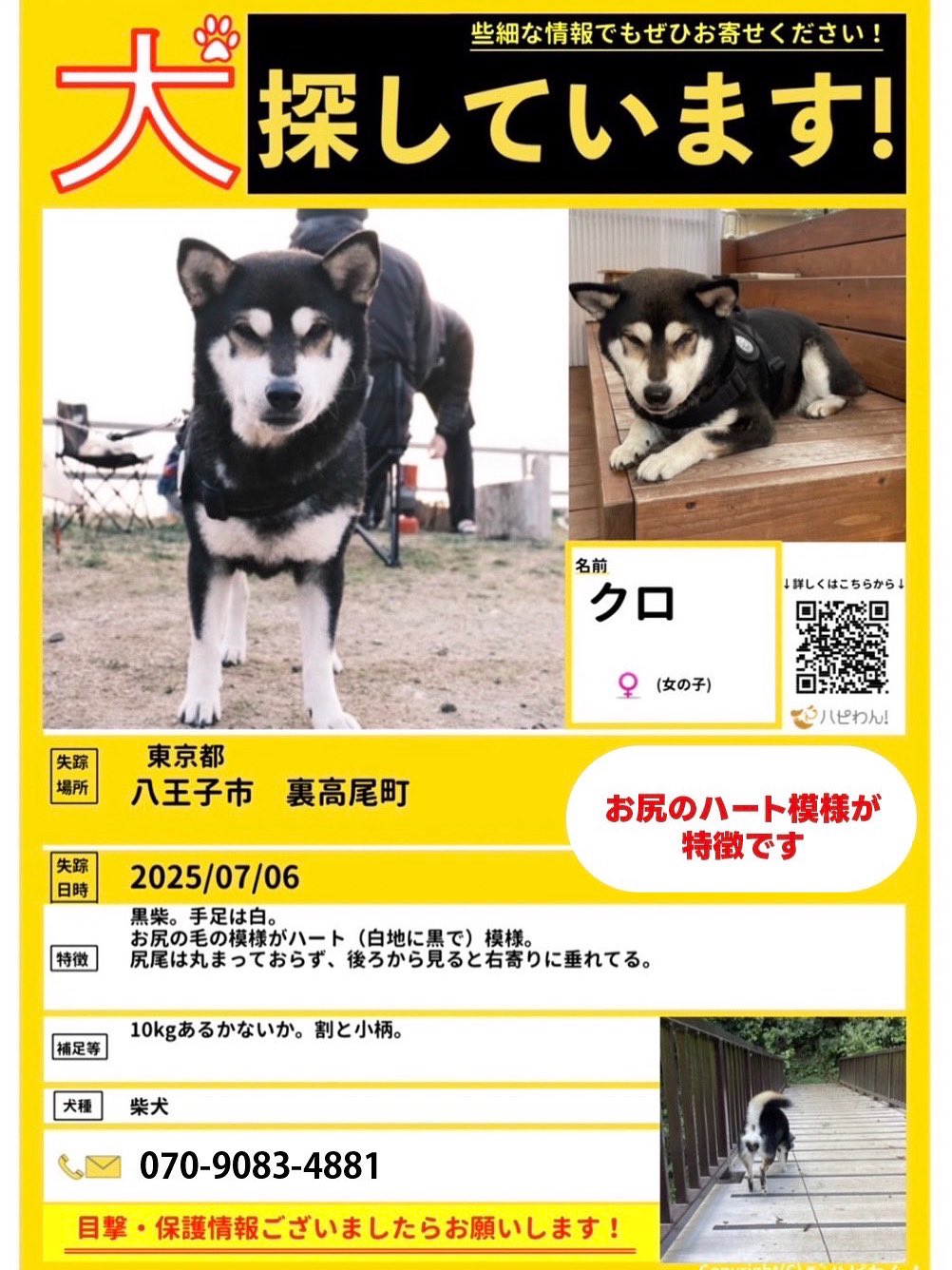 豆柴です☆ 豆柴【岡山県・女の子・2025年5月15日・赤毛】4.8kgママから