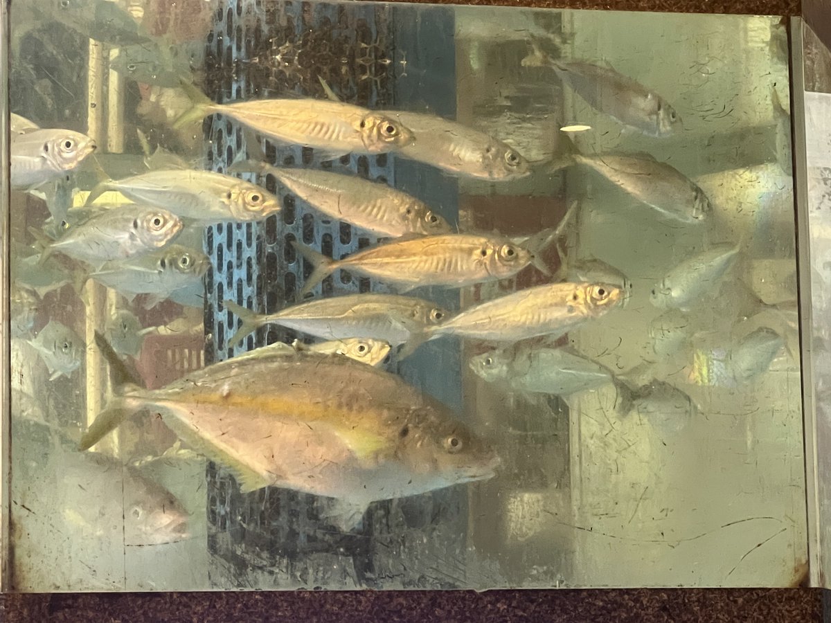 魚眺めながら魚食べてる🐟😋