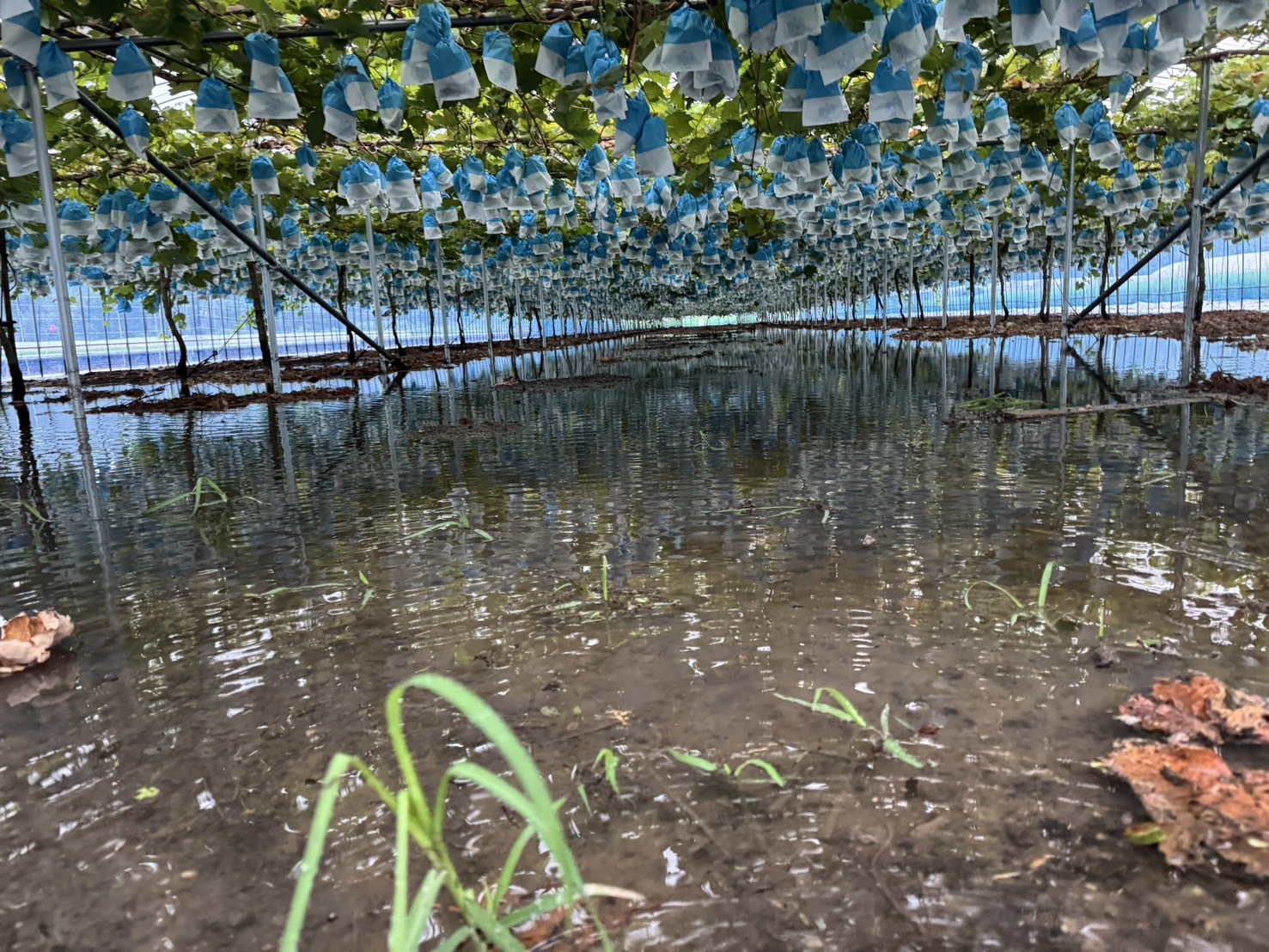 食べチョク【公式】🍑🍇生産者直送の産直通販サイト【CM放送中