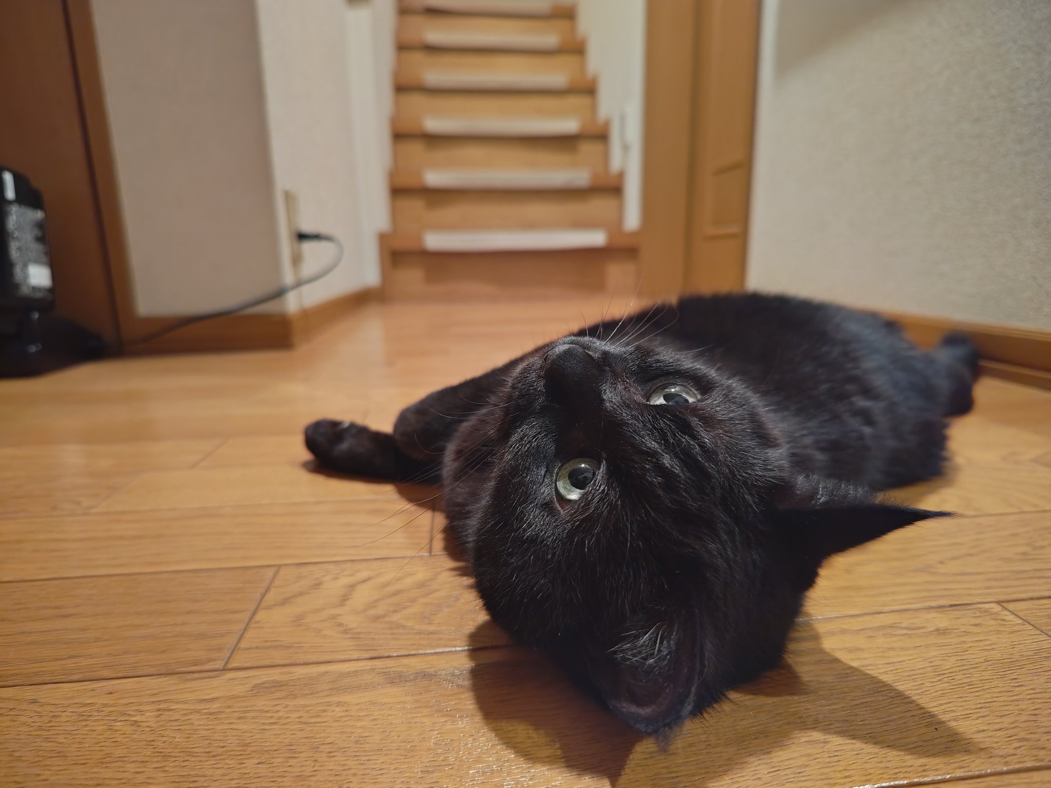 おーが on X: 