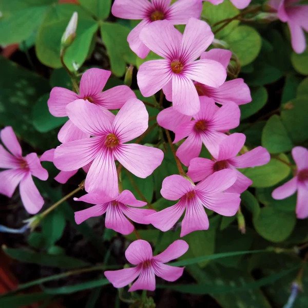 BeejwalaIndia's tweet photo. Buy Oxalis Pink Color Flower Bulb Pack
https://t.co/2SqEWzFL72

🎁 SPECIAL OFFER: Up to 90% off  
👉 https://t.co/qkdEnDE1w2
📦 Dispatch in 1 - 2 Days
#beejwala #Oxalis #Oxalis_Pink #Flower_Bulb #garden #gardening https://t.co/wJt8ixPSPC