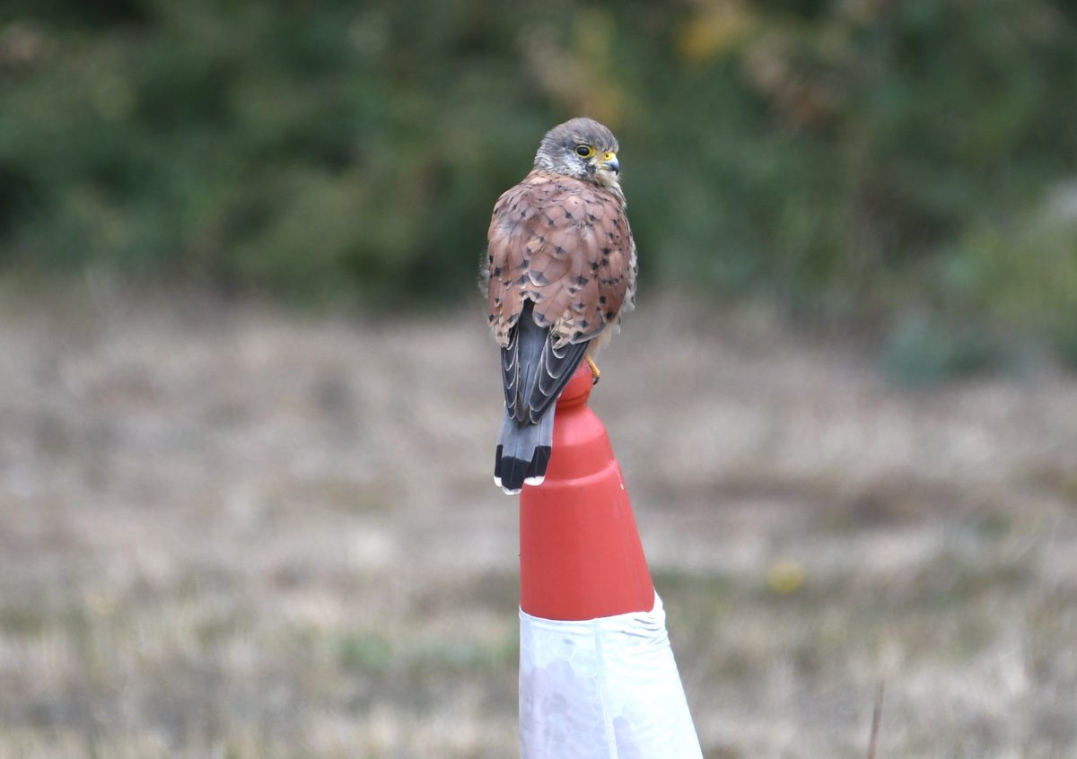 David Morrison (@davemo57) on Twitter photo Beckton Sewage Works: Raven, Yellow Wagtail, 14 Common Sandpipers, 4 Common Terns, 1st returning Teal(4), 7 Grey Wagtail, 40 House Martins and 12 Swift. #londonbirds <a href="/EssexBirdNews/">EBwS Bird News</a> Beckton Sewage Works: Raven, Yellow Wagtail, 14 Common Sandpipers, 4 Common Terns, 1st returning Teal(4), 7 Grey Wagtail, 40 House Martins and 12 Swift. #londonbirds <a href="/EssexBirdNews/">EBwS Bird News</a>