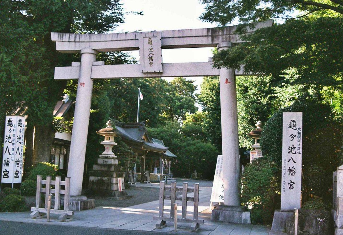 kashimu_HAMA's tweet photo. 相模原夏詣
上溝に着いて亀が池八幡宮に参拝して来ました。
御社殿も豪華で、境内にゴールド神社や亀八招福稲荷神社がありご利益あらたかですね。
#PENTAX ME+COSINA 28-70mm
#フィルムカメラ
#SUPERIA X-TRA400 期限:2019-10 補正値:なし
#期限切れフィルム
#カメスズ https://t.co/43UOjlQOPr