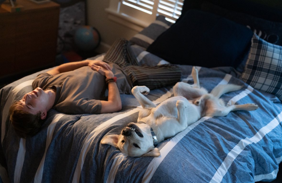 cinadere's tweet photo. 『きっと見つける』Netflix
迷子になった愛犬は定期的に投薬をしないと命の危険があり… 進路に迷う息子と、心配しつつ素直になれない父が二人で犬を探す旅にでる話。
良い映画だった😭✨「犬を飼うのに反対するも一番デレるイケオジパパ」が見れます。犬ラブな協力者たちがこれまた良き。犬は愛🐶 https://t.co/3dRI1UBFKG