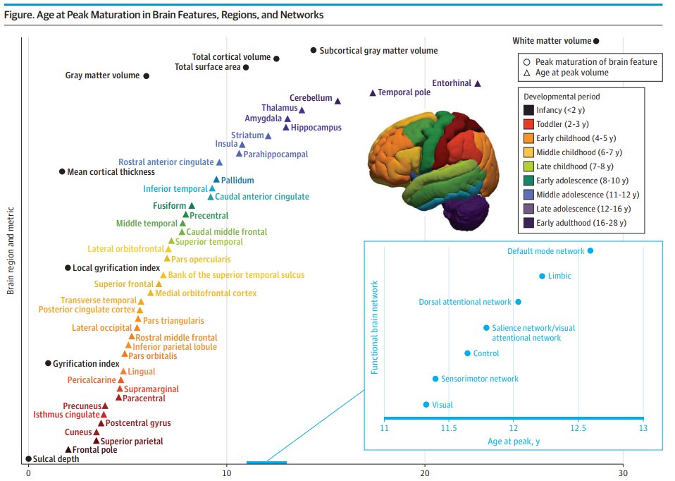 Your brain doesn't develop all at once - and that changes EVERYTHING about how stress affects mental health.

A new perspective piece from <a href="/JAMAPediatrics/">JAMA Pediatrics</a> argues that WHEN trauma happens matters just as much as WHAT happens. 🧵