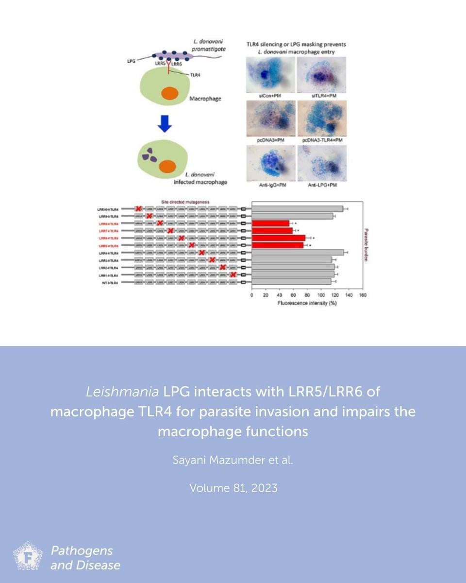 FEMSmicro's tweet photo. Over 1 billion people in areas endemic for #leishmaniasis are at risk, reported by @who. Mazumder et al. suggest that silencing toll-like receptor #TLR4 in #macrophages could prevent parasite entry. Read more here: https://t.co/0DaOUU5jvQ #PathogDis https://t.co/60aTYdygbE