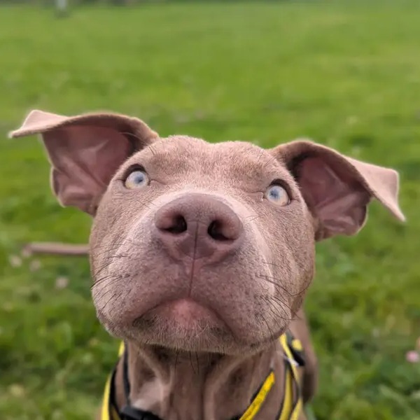 Cello wanted to say hello 👋🐶 Don't be rude, say hi back!

This beautiful, friendly boy is waiting at <a href="/DTCardiff/">Dogs Trust Cardiff</a> for a home. You can read more about Cello and add him as a favourite on your application here: bit.ly/45EGWht