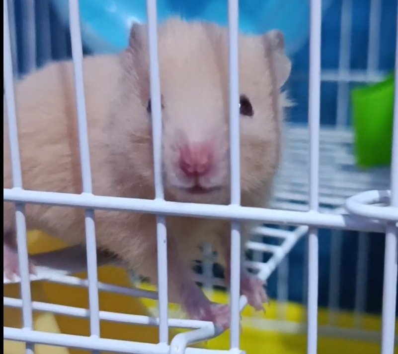 Kata okta mirip marmut