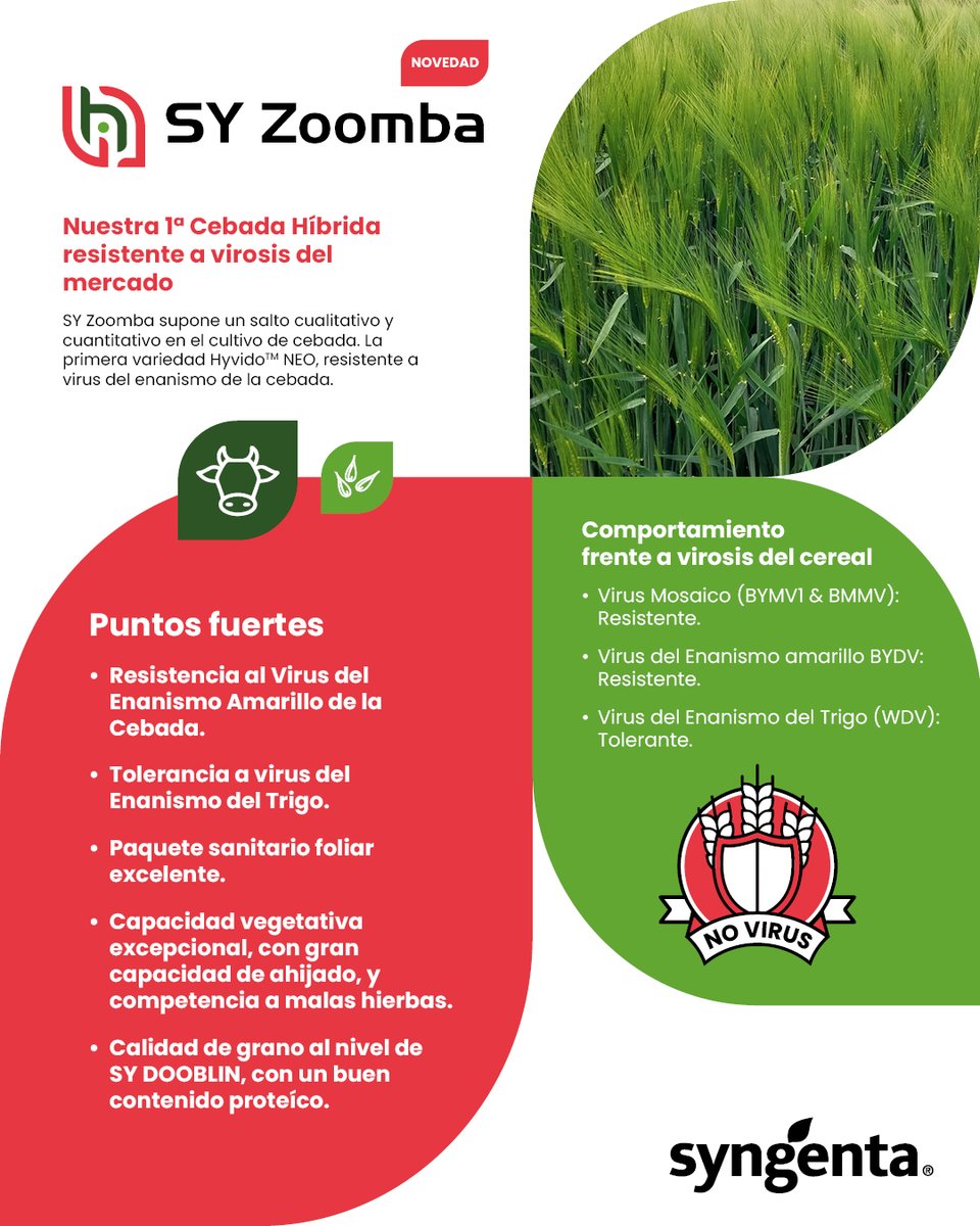 🆕 ¡Novedades Hyvido™ 2025! Llegan SY Zoomba y SY Kestrel, nuestras nuevas cebadas híbridas con tecnología Hyvido™ Neo.

🛡️ Resistencia al BYDV
🌱 Porte fuerte y excelente sanidad
🌾 Alta calidad de grano y desarrollo vegetativo

📘 Descúbrelas 👉 syngenta.es/productos/semi…