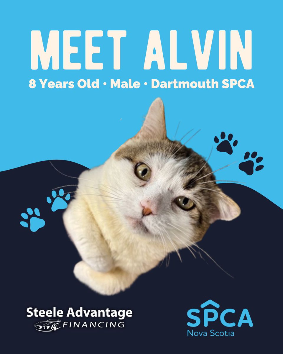 It's Tail-Wagging Thursday: Find Your Paw-fect Match at the SPCA🐾

Meet Alvin — ultimate couch companion! A gentle, snuggly boy who loves cozy naps. Adopt today👉 novascotiaspca.ca/how-you-can-he…

<a href="/NSSPCA/">Nova Scotia SPCA</a> #SteeleAdvantageFinancing #SteeleAutoGroup #WhySteeleAuto #TailWaggingThursday