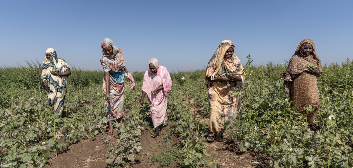 shokonoda's tweet image. #EarlyRecovery brings lasting peace &amp;amp; resilience.

Sudan’s Red Sea State is seeing a large inflow of #IDPs due to ongoing conflict.

To build resilience of IDPs &amp;amp; host communities, @Japan_Emb_Sudan &amp;amp; @UNDP are rebuilding infra &amp;amp; restoring livelihoods.

go.undp.org/wQj