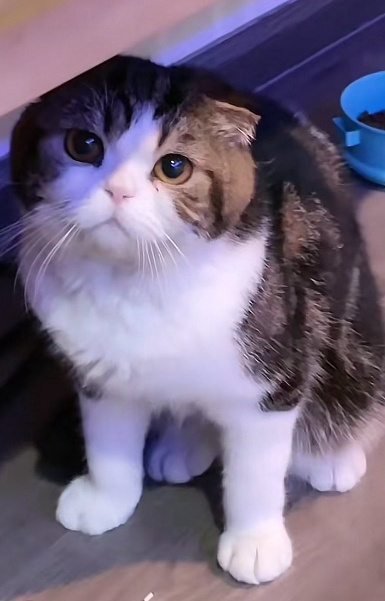 ฉันเลี้ยงคิรัวออนไลน์มาตั้งแต่ตัวเท่านี้ 🤏🏻 ยายมันเสียใจขนาดนี้ ป๊ามันจะขนาดไหน เหตุผลว่าทำไม5ปีแล้วเราถึงแมวไม่งอกซักที 🤍