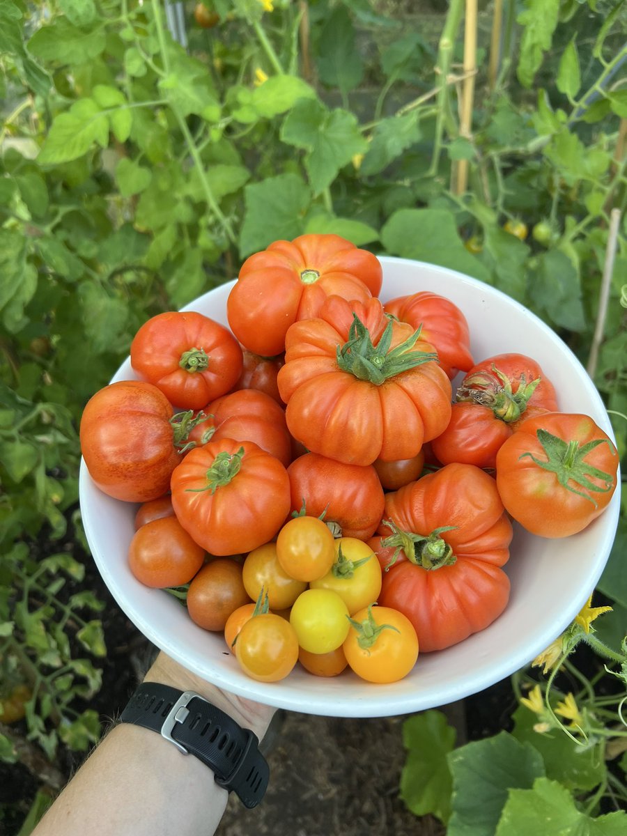 ConnorArmitage2's tweet photo. After last years shocker, another good tomato year this summer 🍅 😍 https://t.co/ze4W5hut9j