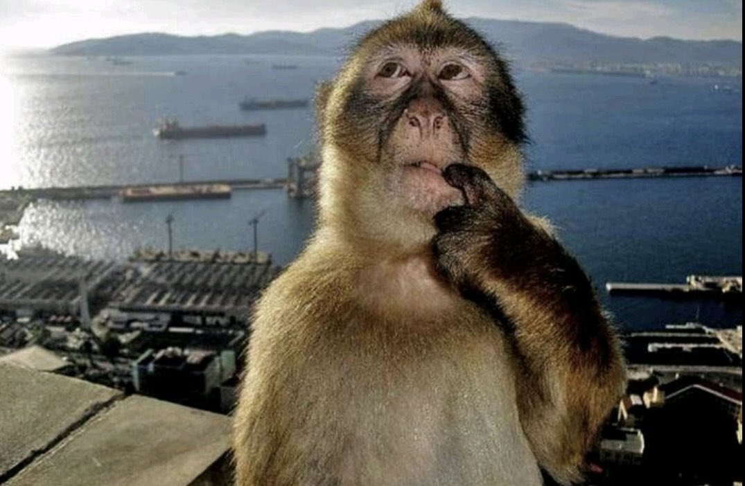 CryptoFouf tweet media