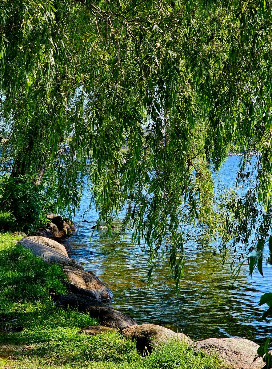 Thursday mood  💦🌳🌿
#NatureBeauty #trees
