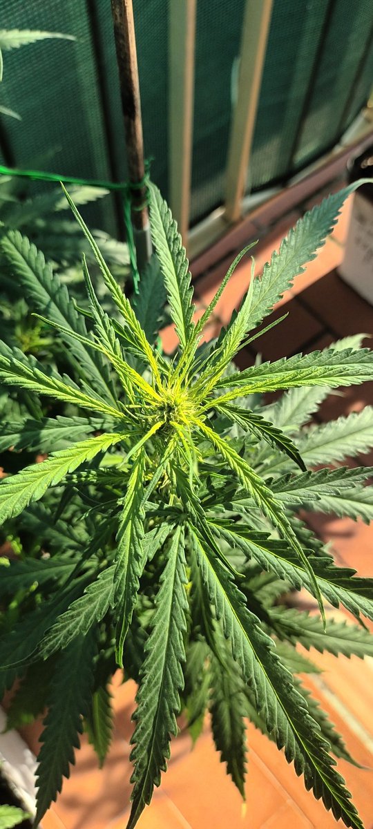 Sin_Pension's tweet photo. Bon dia. Alguien sabria decirme porke estas plantas tienen las hojas tan finitas ? Son unas #SADFv de @sweetseeds_es help!! Help. https://t.co/Zt8Z9DlyJb