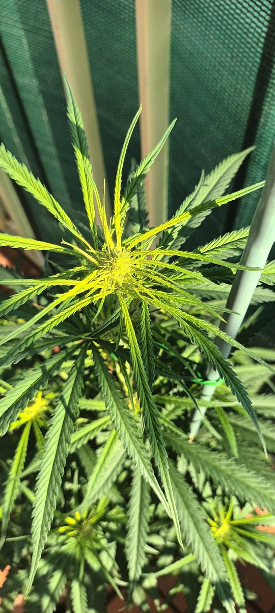Sin_Pension's tweet photo. Bon dia. Alguien sabria decirme porke estas plantas tienen las hojas tan finitas ? Son unas #SADFv de @sweetseeds_es help!! Help. https://t.co/Zt8Z9DlyJb