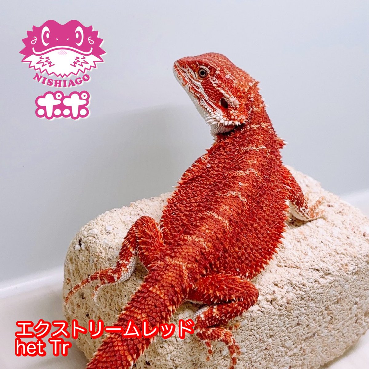 ポポのケージ (@poponocage) / Posts / X