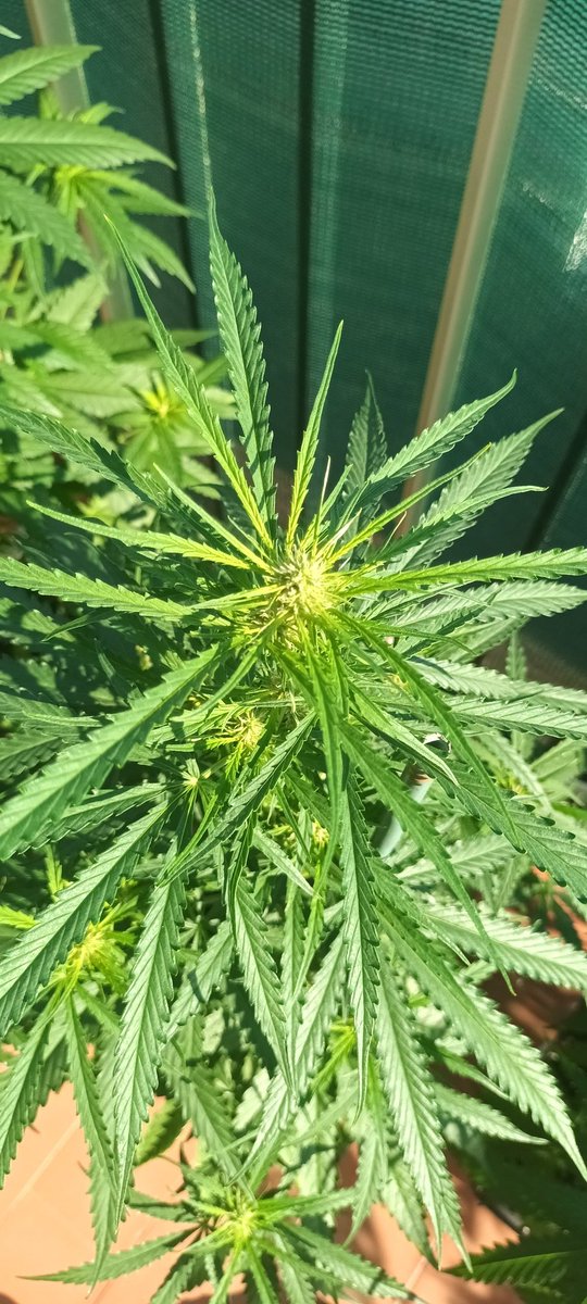 Sin_Pension's tweet photo. Bon dia. Alguien sabria decirme porke estas plantas tienen las hojas tan finitas ? Son unas #SADFv de @sweetseeds_es help!! Help. https://t.co/Zt8Z9DlyJb