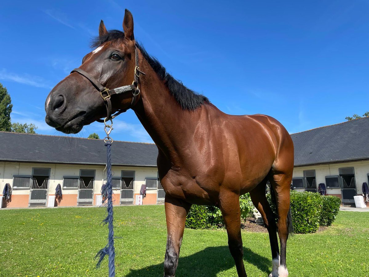 📣 Race Day 📣

Al Ameed heads to Deauville to run in the 2:50pm.

He’s been a model of consistency and we are hopeful or another big effort today!

rtpsyndicate.co.uk/horses/al-ameed