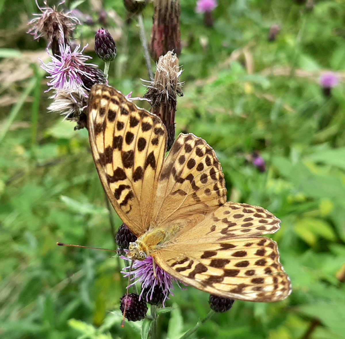 Guten Morgen Ihr Lieben. Ich wünsche Euch einen tollen Tag mit vielen schönen Dingen 🥰
Je vous souhaite une très agréable journée avec beaucoup de belles choses 😘.
#insectThursday #NaturePhotography #naturelovers #NatureBeauty