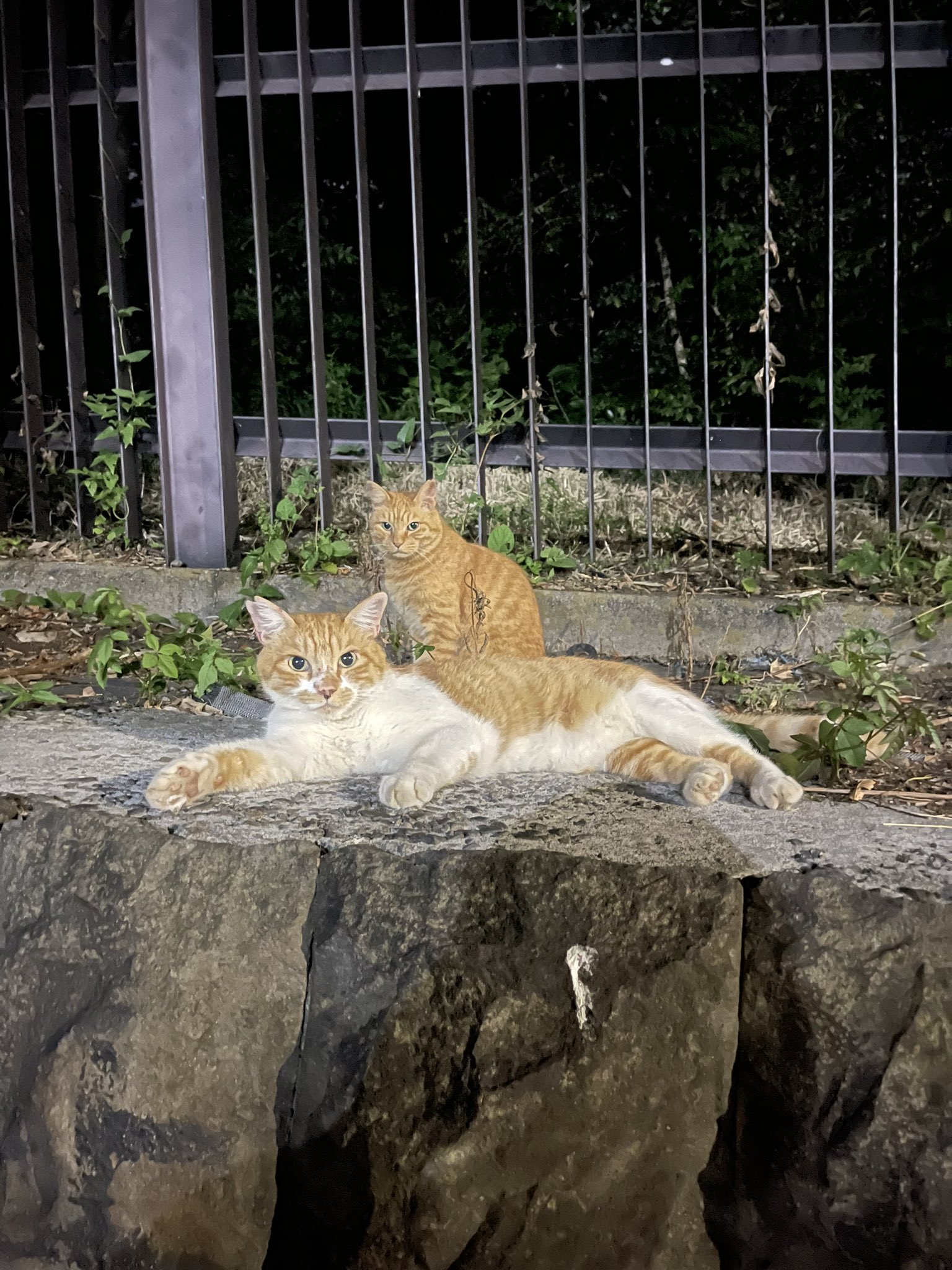 ⭐︎ランランページひ⭐︎のびねこ他⑥ 星河 - YouTube