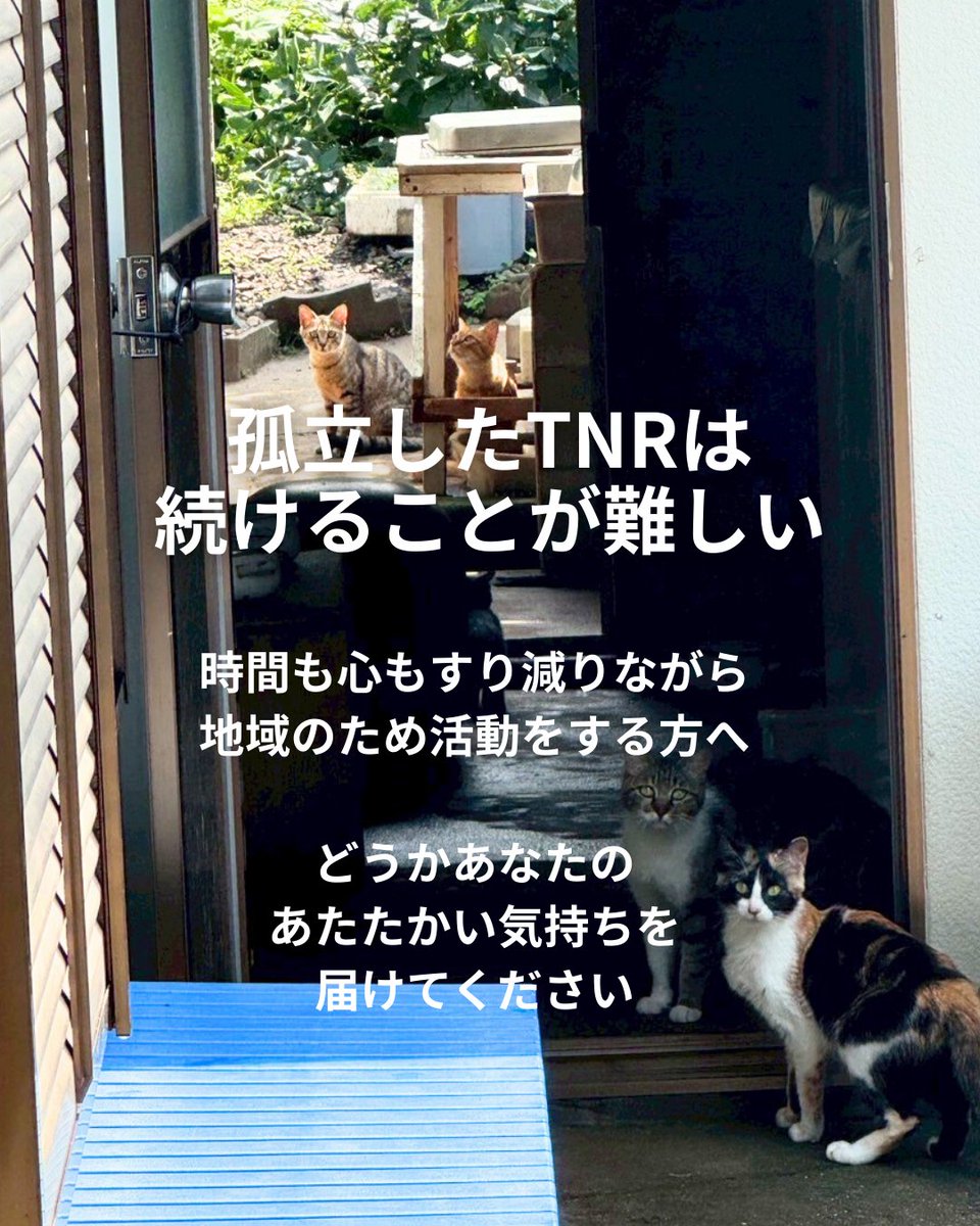Doubutukikin's tweet photo. 孤立したTNRは、
時間も心もすり減らしてしまいます。

でも、地域とつながることで、
TNRは「命を守り、街を守る」力になります。

・ ゴミを漁らなくなる
・ 糞尿の被害が減る
・ 動物にやさしい街になる

TNRは「地域のための活動」です。

続けるためには、地域の理解と支えが必要です。
どうか、活動をしている人たちへ、
あたたかい気持ちを届けてください。