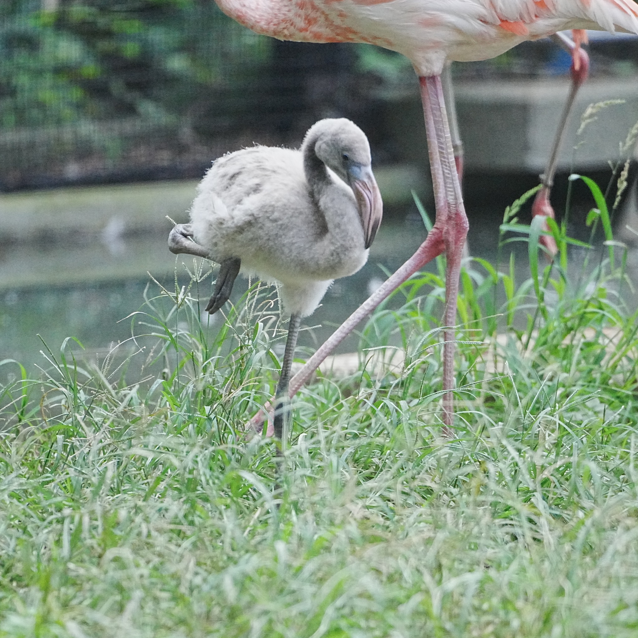 愛すに溢れたフラミンゴ 3 types Flamingo (Fukuchiyama City Zoo, Kyoto, Japan) March