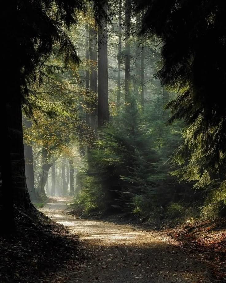 𝕰𝖑𝖊𝖒𝖒𝖎𝖗𝖊 tweet media