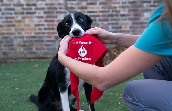 🐾 Could your dog be a hero?

A Maidstone vet is calling on local owners to sign up their pets for a dog blood donation day that could save up to FOUR lives.

👉kentbusinessnewsletter.co.uk/p/local-vets-f…

<a href="/pennardvet/">Pennard Vets</a>