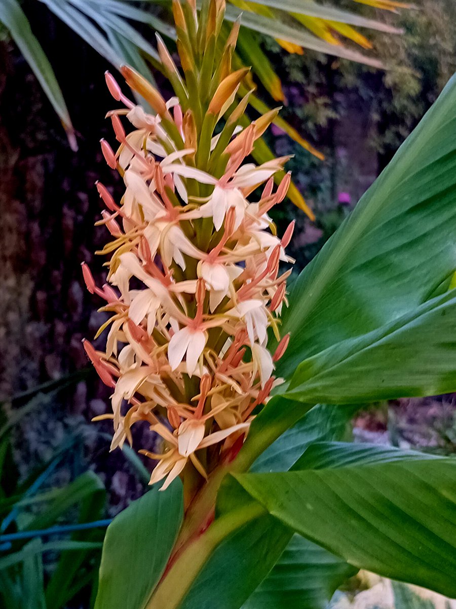 aNorthernGarden's tweet image. Good morning gardening Tweeps. Hedychium densiflorum Stephen flowering now #UpNorth